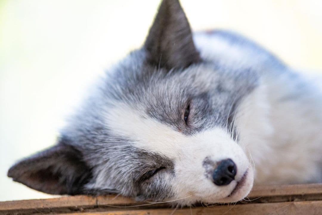 4/29までタムロン　EF　70-200mm f/2.8 　説明読んでください