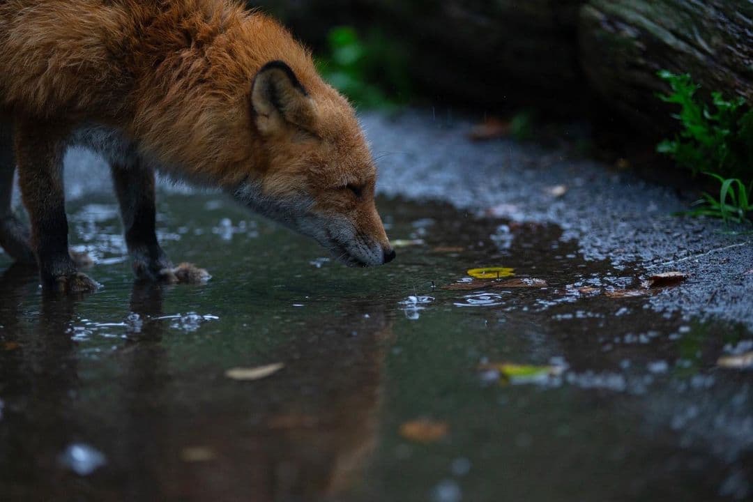 4/29までタムロン　EF　70-200mm f/2.8 　説明読んでください