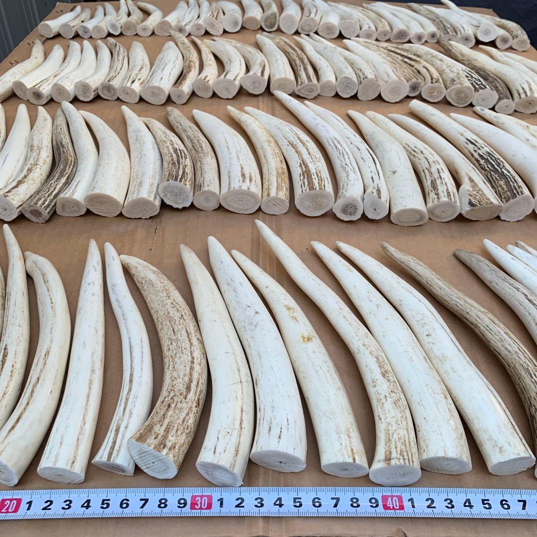 No.2136『鹿角先端102本セット』鹿の角　エゾ鹿　鹿角　蝦夷鹿