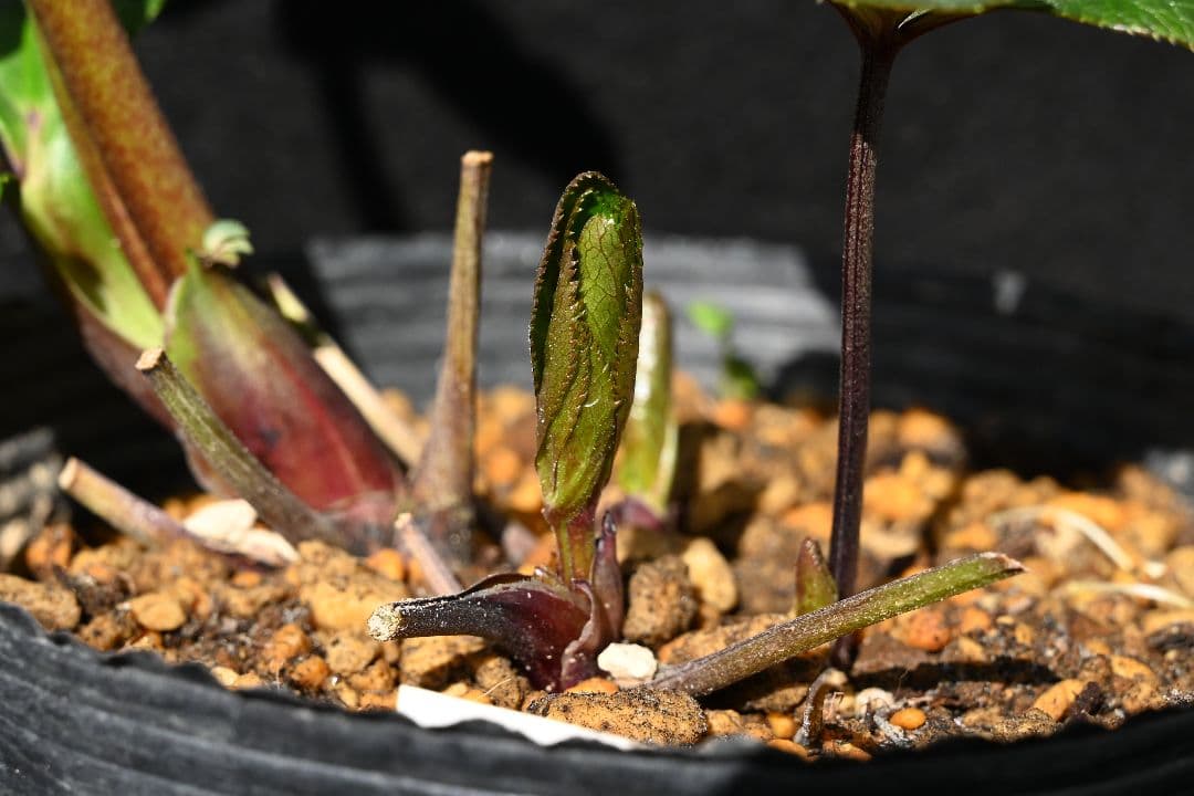 クリスマスローズ　認定！キラメキ✩レッド　加藤農園