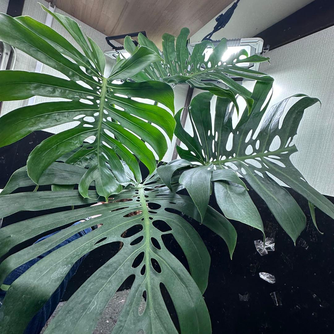 a*i様 モンステラデリシオーサマクロコズム超希少系統鉢植え113㎝レア