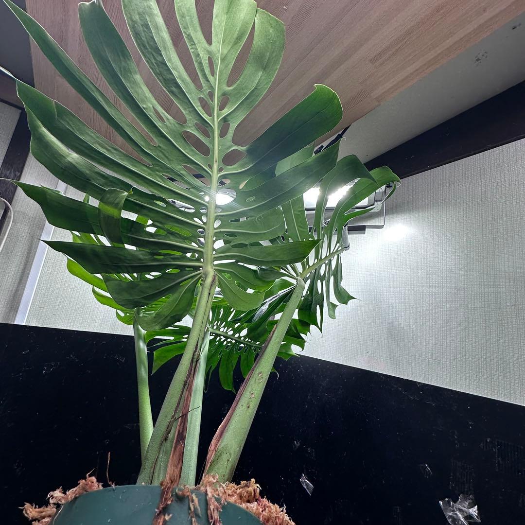 a*i様 モンステラデリシオーサマクロコズム超希少系統鉢植え113㎝レア