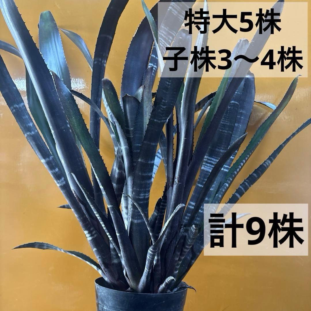 ビルベルギア　ダースベイダー① 特大株