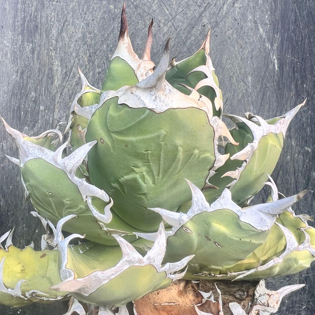 m*o様 アガベ　オアハカ現地株　特大株