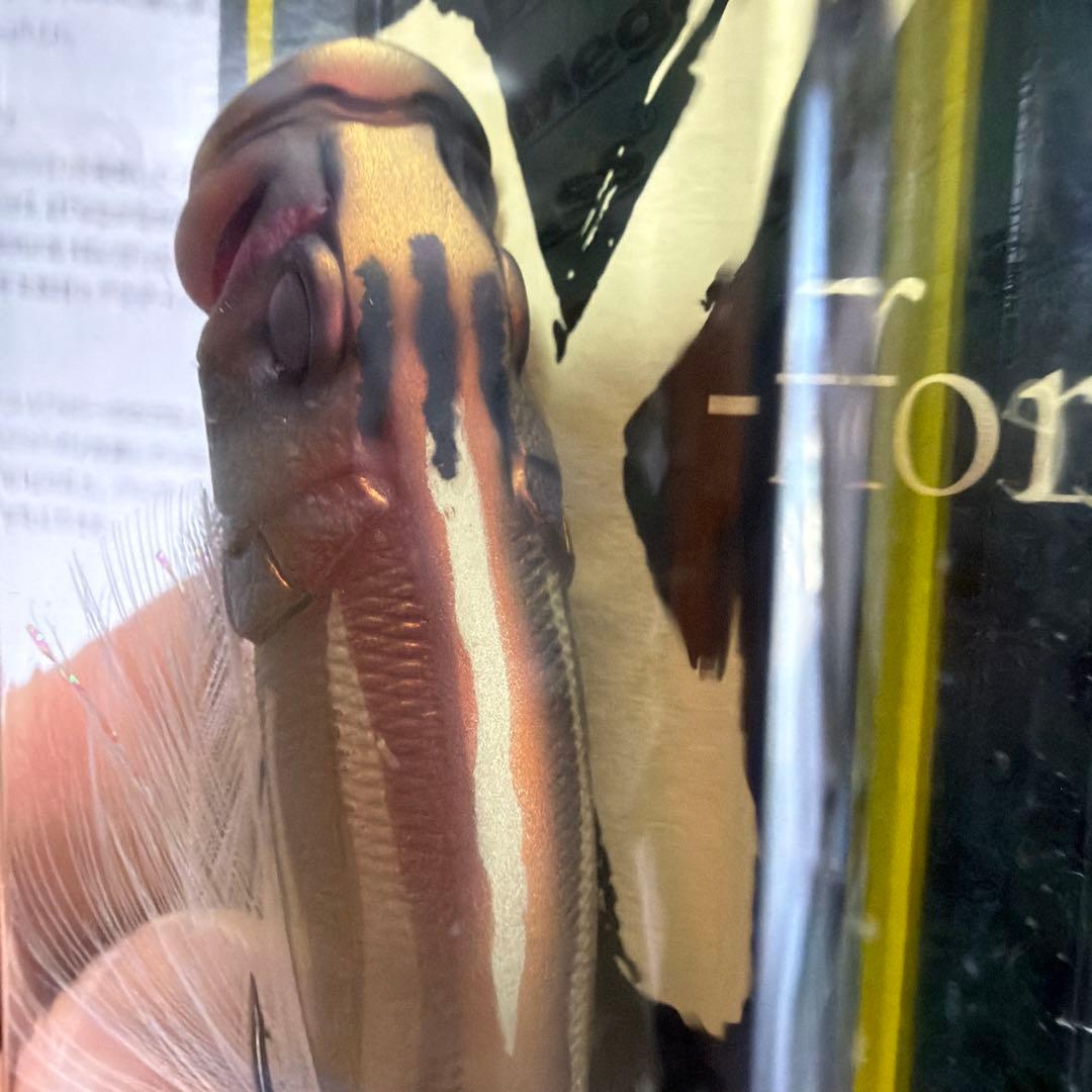 限定　メガバスプレミアムMegabass