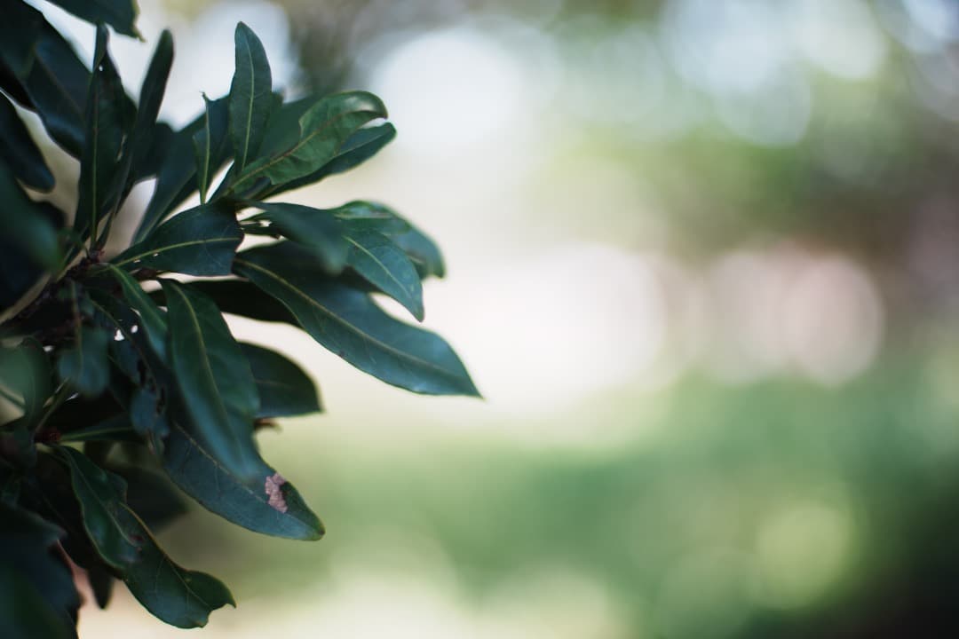 【極美品】動作◎ ニコン　Ai Nikkor 50mm F1.4 940