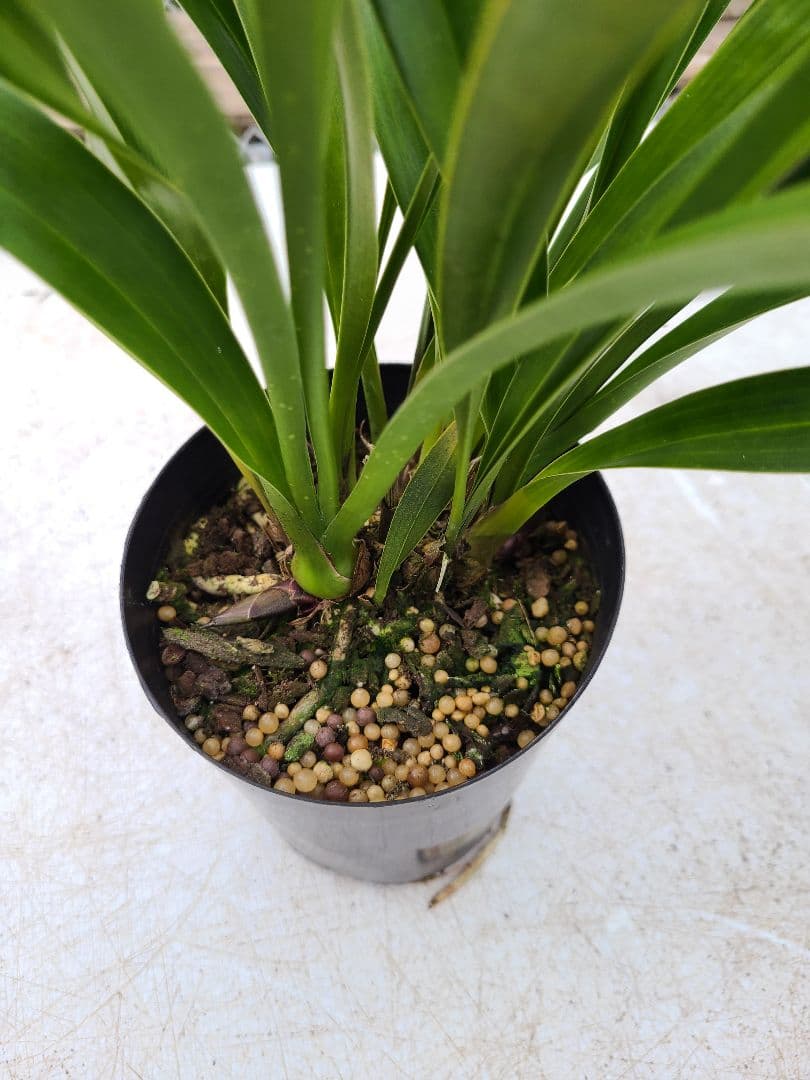 ミスマフェット。花芽4個。2鉢セット。蜜蜂誘引蘭。日本蜜蜂