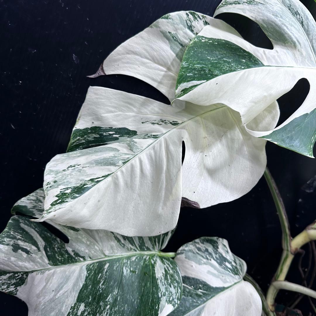 j*フ様 斑入りモンステラ ホワイトタイガー極美大株65cm白斑多