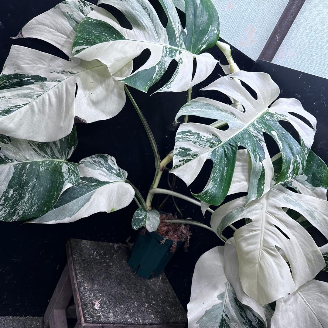 j*フ様 斑入りモンステラ ホワイトタイガー極美大株65cm白斑多