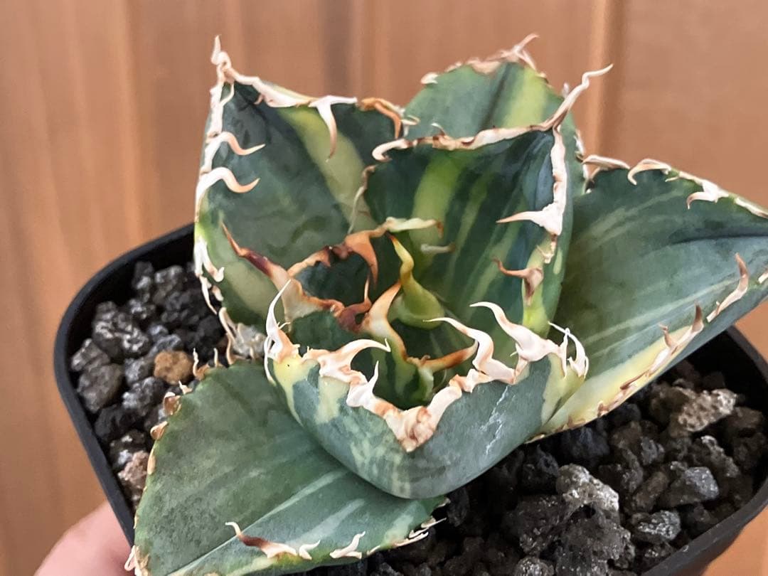 れ*★様 【初売りオークション】118 特大　アガベ　チタノタ　白鯨錦　縞斑　T