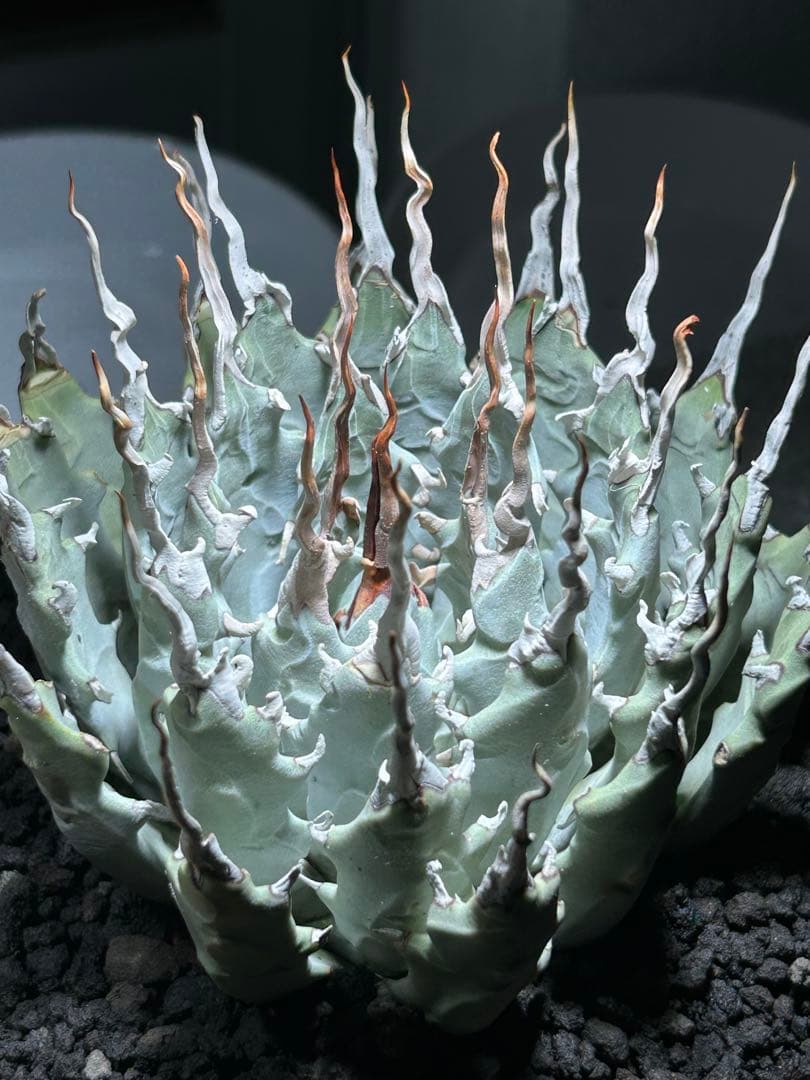 まかいきしアガベutahensis eborispina陽炎 白刺