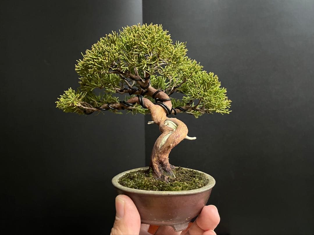 真柏盆栽　糸魚川真柏　古木　捻転幹　小品盆栽　ミニ盆栽　樹高15.5cm