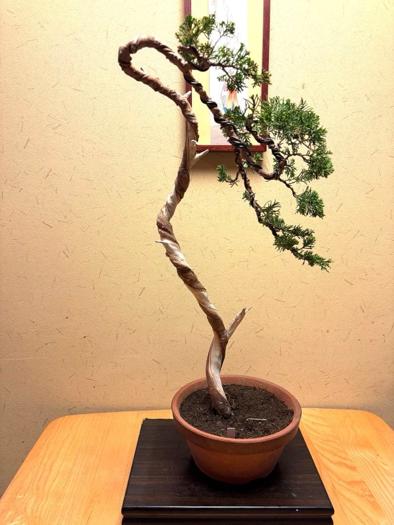 真柏盆栽❗️フォロワー150人記念値下げ❗️しなやかな動き！文人木盆栽！風情