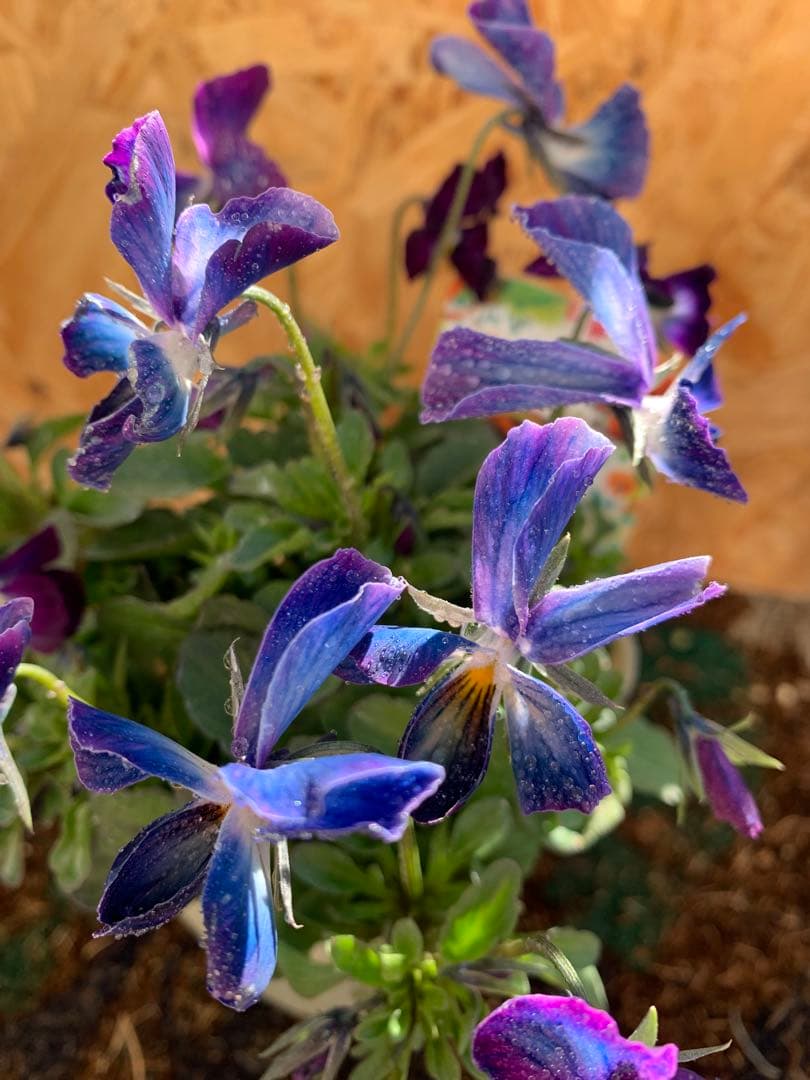 ⚠️専用ページ⚠️ パルプンテ　極美苗