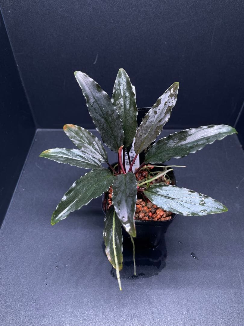 Homalomena aff. vittifolia \