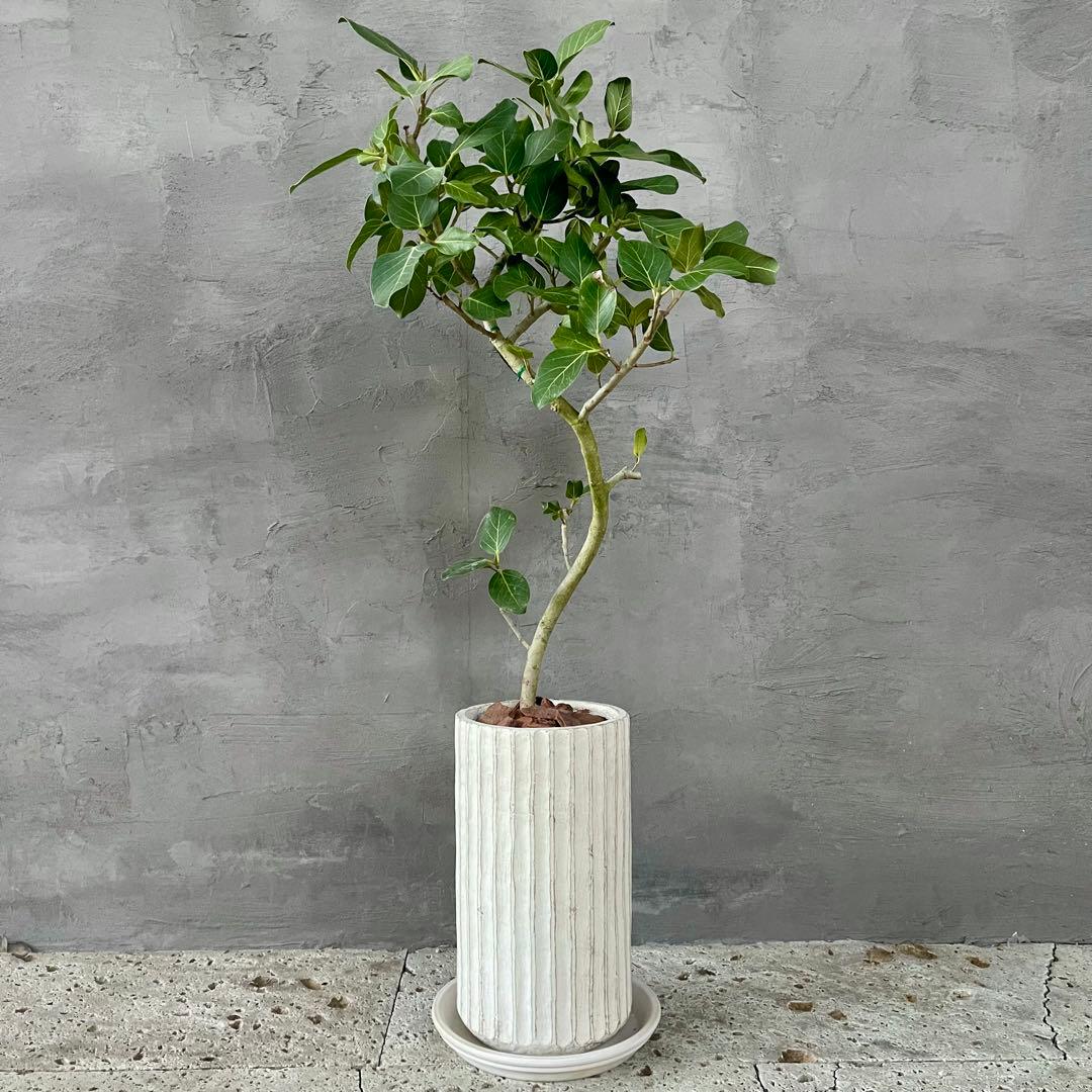 大型　フィカス　ベンガレンシス　オードリー　陶器鉢　植え込み発送
