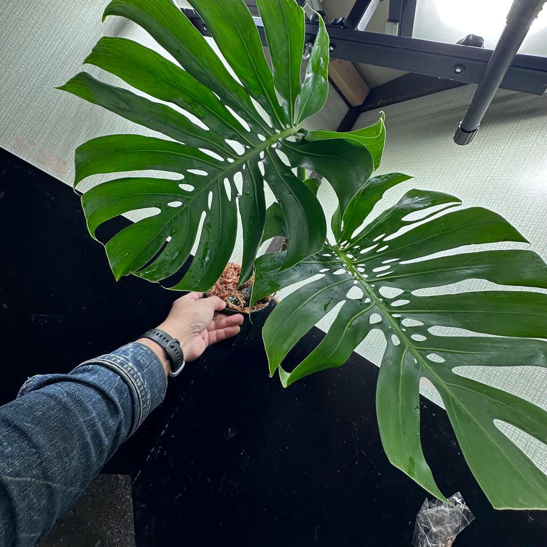 G*i様 モンステラデリシオーサマクロコズム超希少系統鉢植え