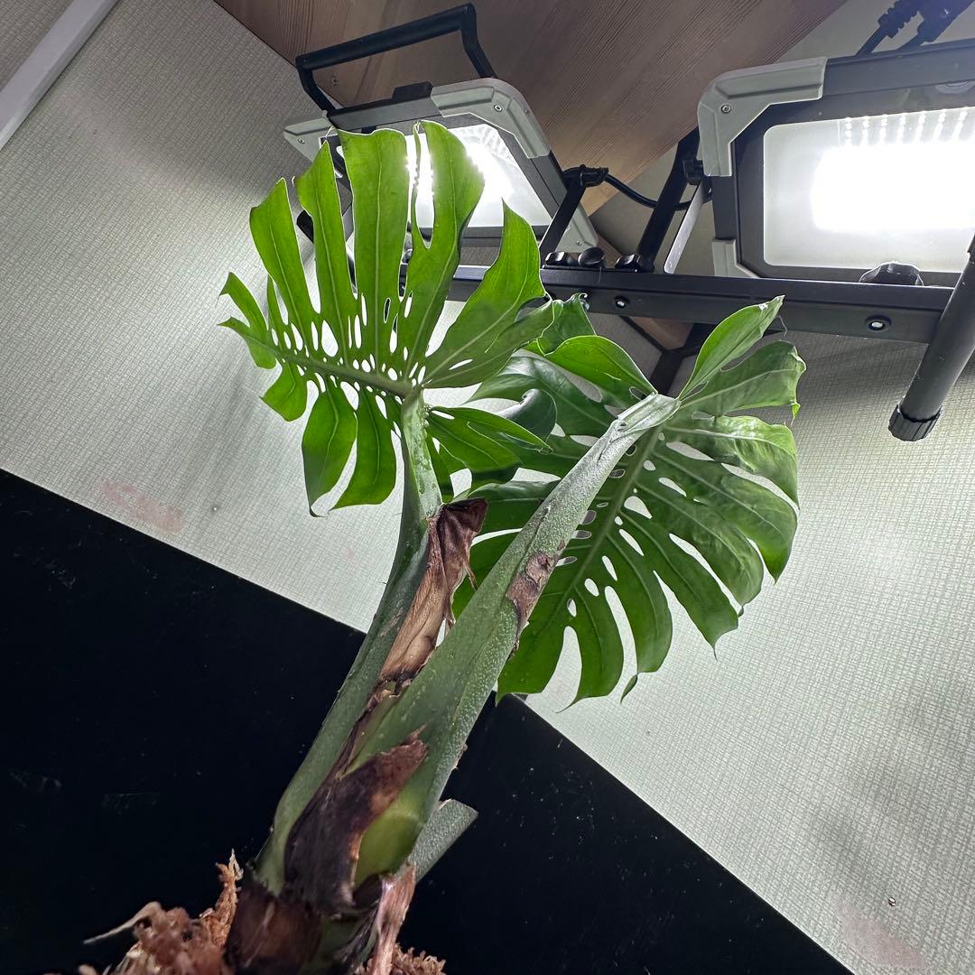 G*i様 モンステラデリシオーサマクロコズム超希少系統鉢植え