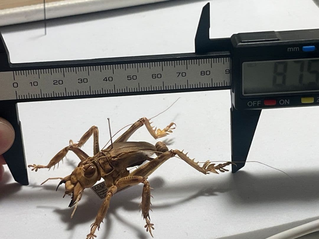 【成虫】マキバネコロギス 昆虫標本バッタ キリギリスコロギスリオック直翅類