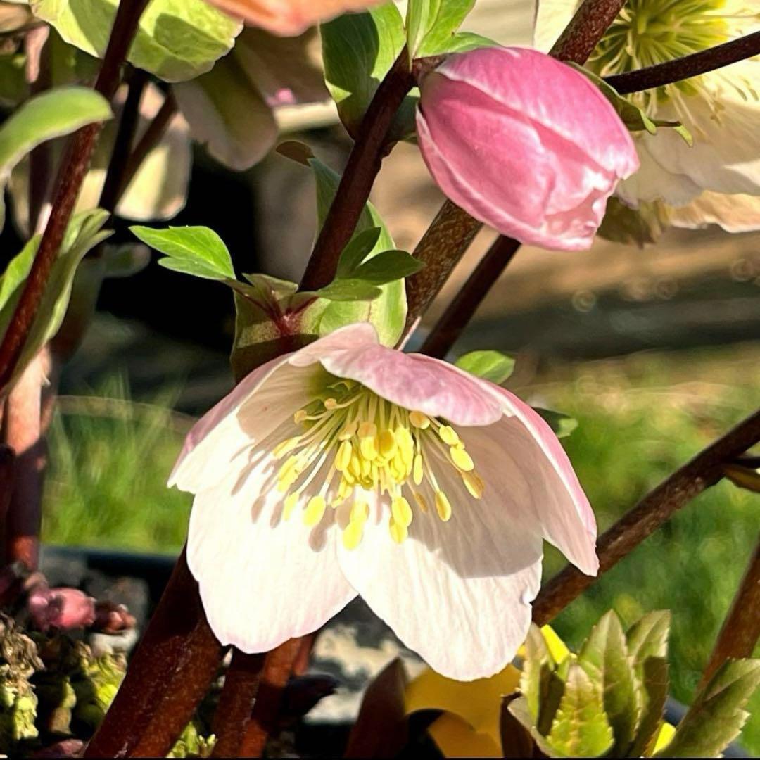 み*ー様 ☘️蕾付き☘️タグ付☘️3366⭐️BELCHERI⭐️PINK IC