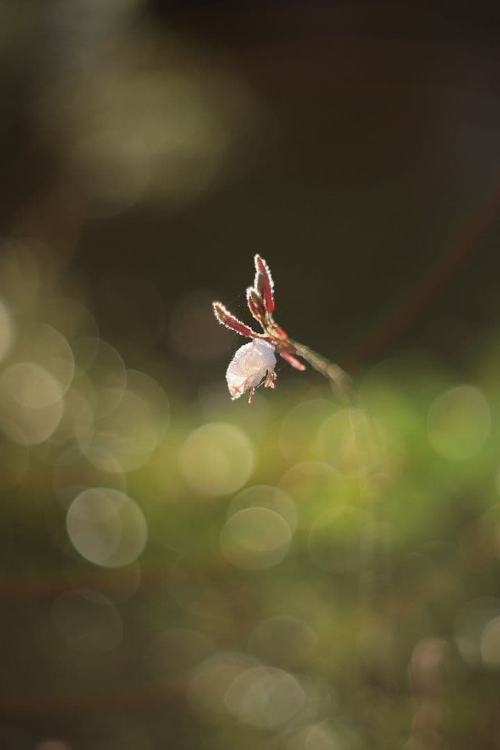 Super-Takumar 55mm F1.8 前期型 S/N：1121282