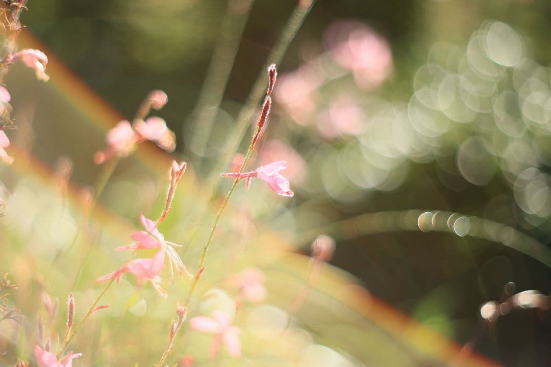 Super-Takumar 55mm F1.8 前期型 S/N：1121282