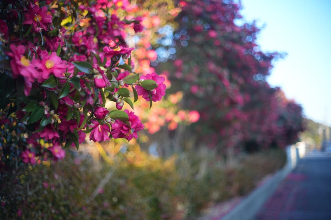 Minolta M-ROKKOR 40mm F2 ライカ Mマウント