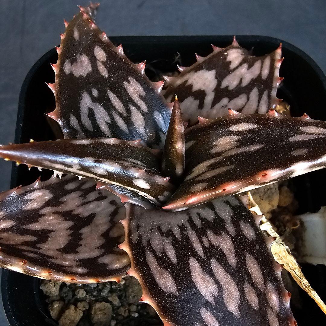 速達発送☆多肉植物 アロエ ヘミンギー