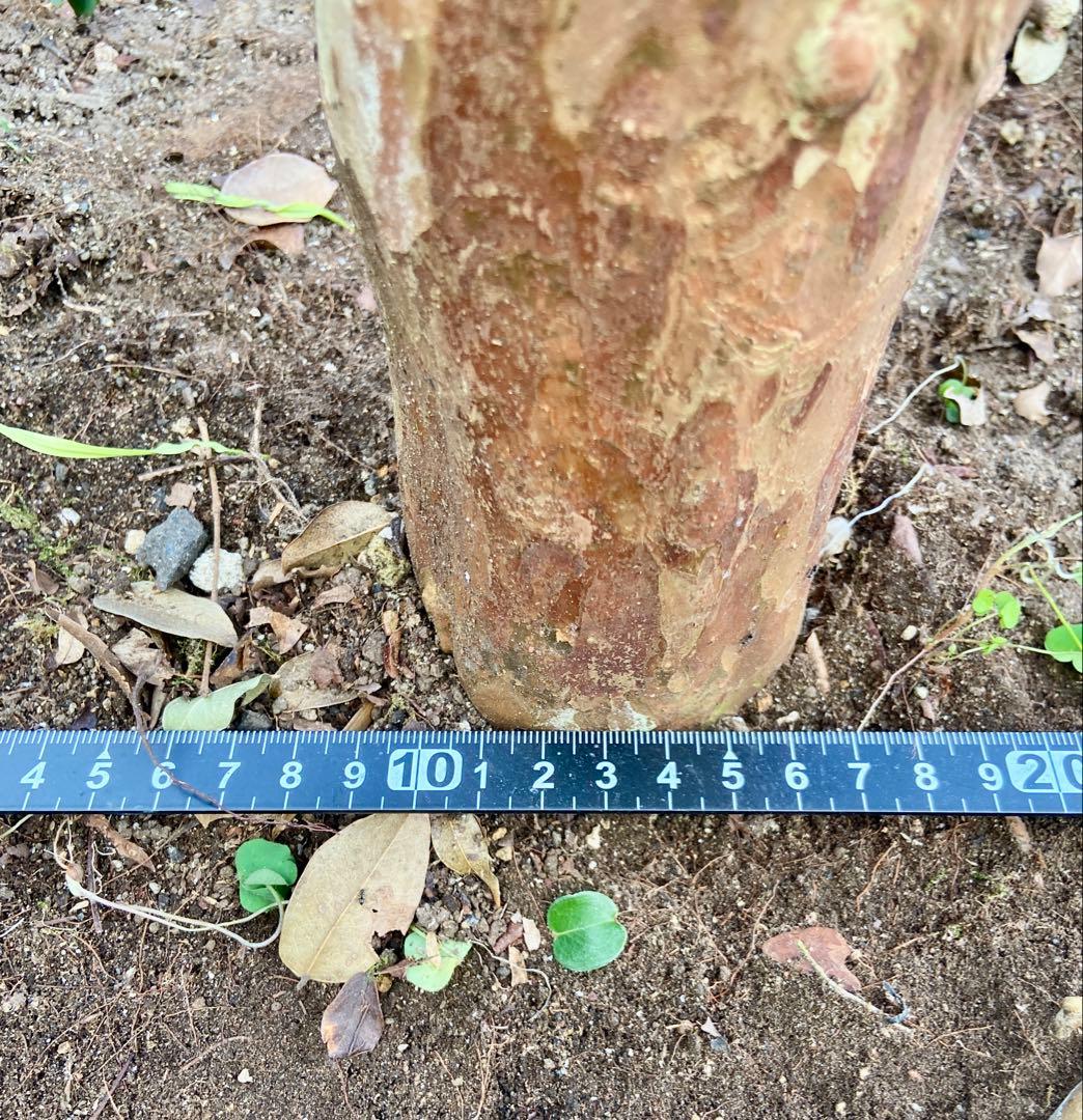 青木 禎斉様用　正月特価1万値下❗️耐寒ジャボチカバ　小葉ミウーダ大株　希少