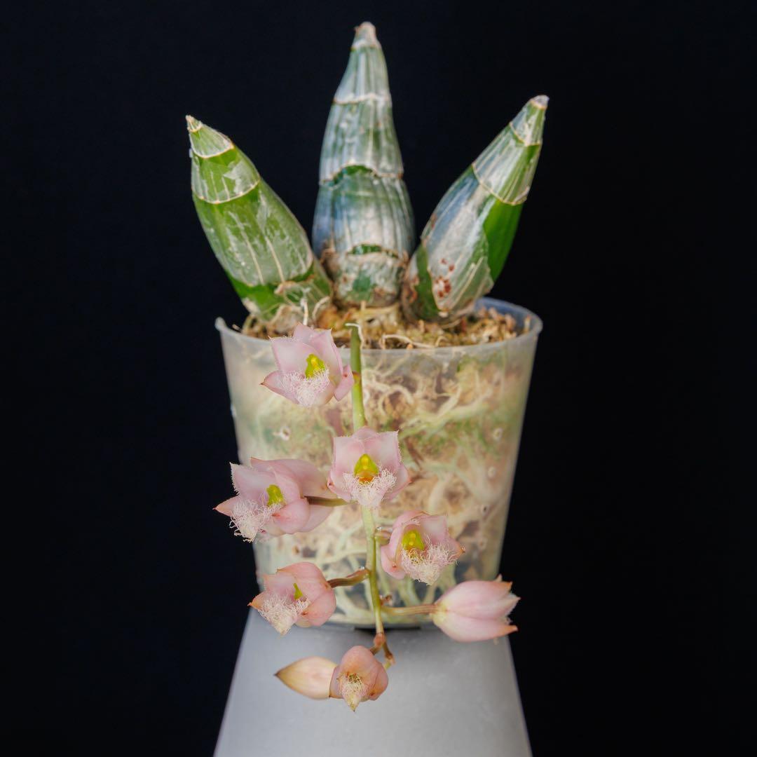 タケノコ蘭 Clowesia rosea SVO選別個体 カタセタム