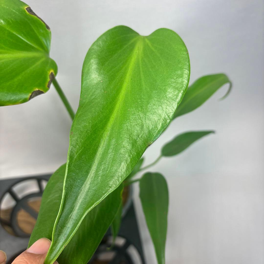 サ*イ様 5株セットms45ちょっと傷あり　モンステラ バールマルクスフレーム