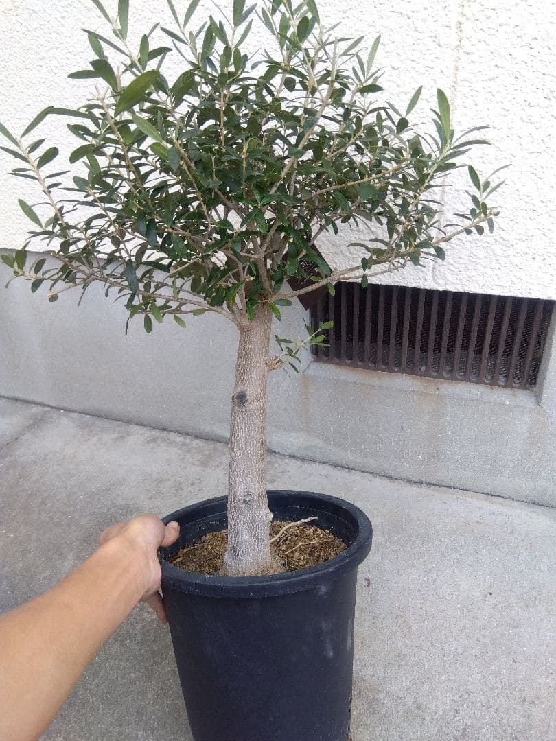 オリーブ　創樹　souju　ネバディロブランコ　8号鉢つき 極太❗　い