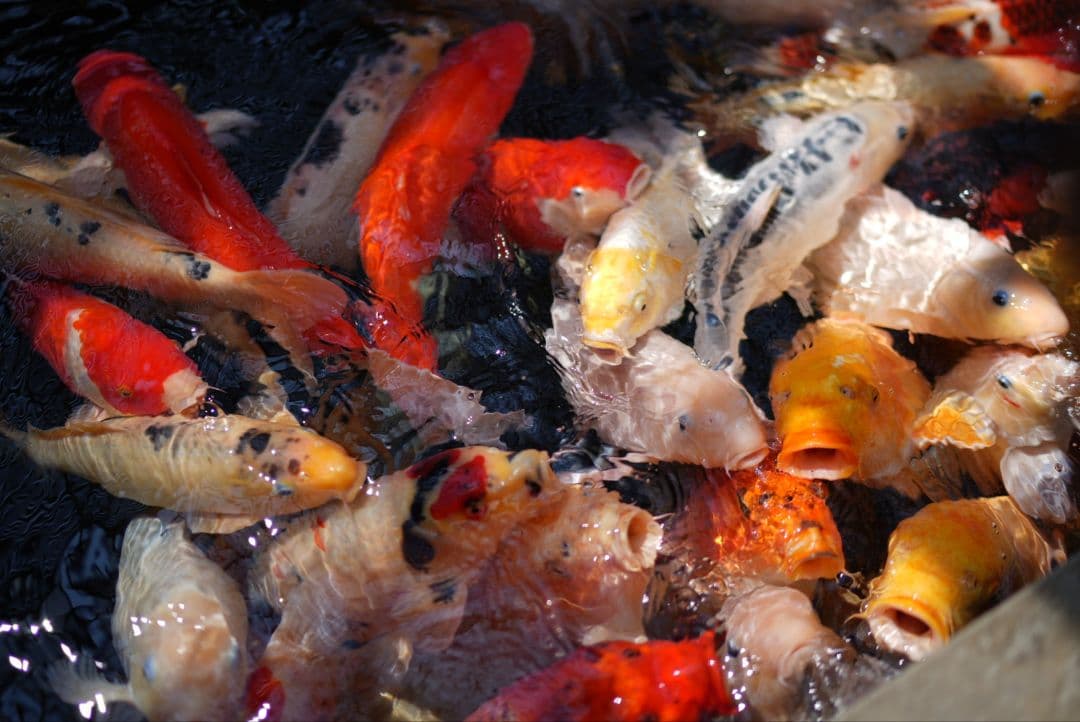 レンズ(単焦点) Distagon T* FE 35mm F1.4 ZA SEL35F14Z