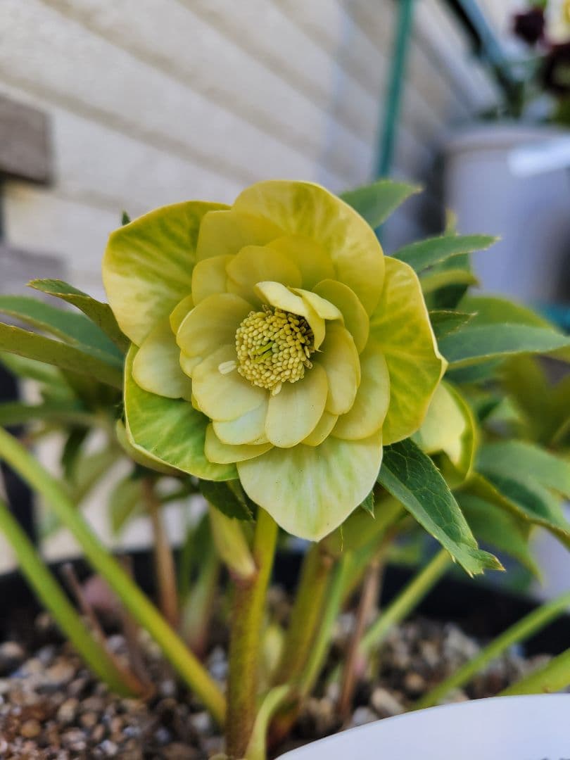 ヒ*イ様 広瀬園芸　クリスマスローズ　ダブル