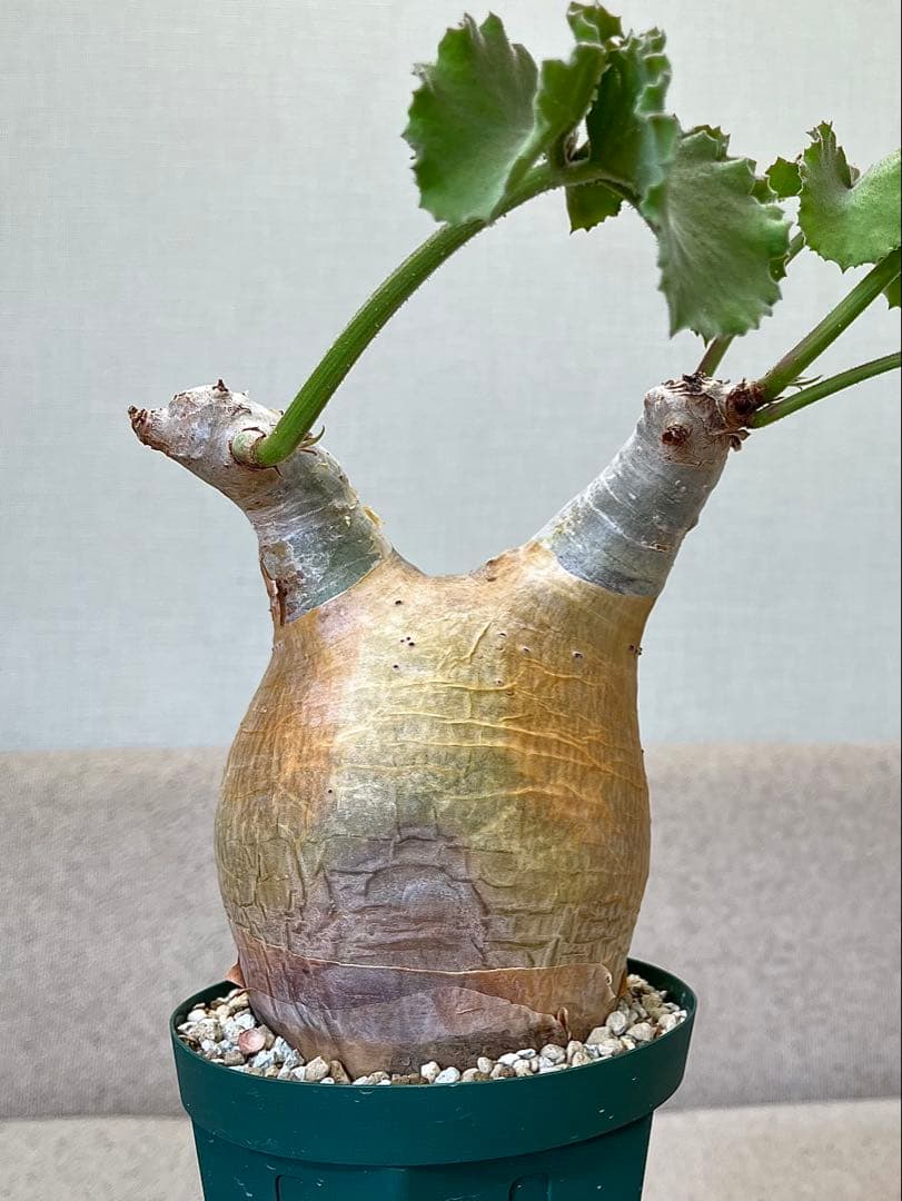 キフォステンマ マクロプス 現地球