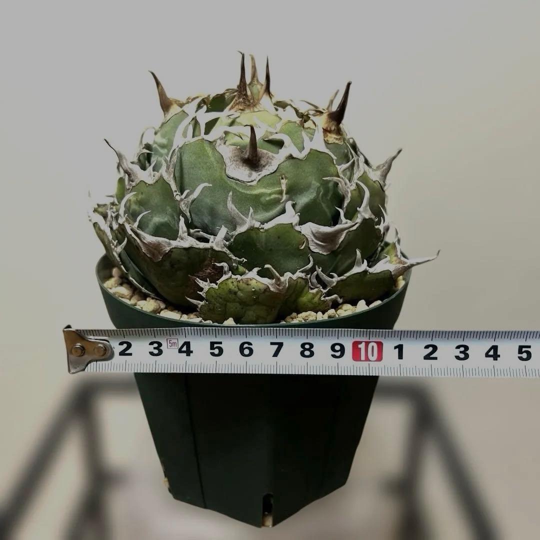 アガベ 鉢植発送 精品 白鯨 ボール型 極上血統 超良型 大株 コンテスト候補株