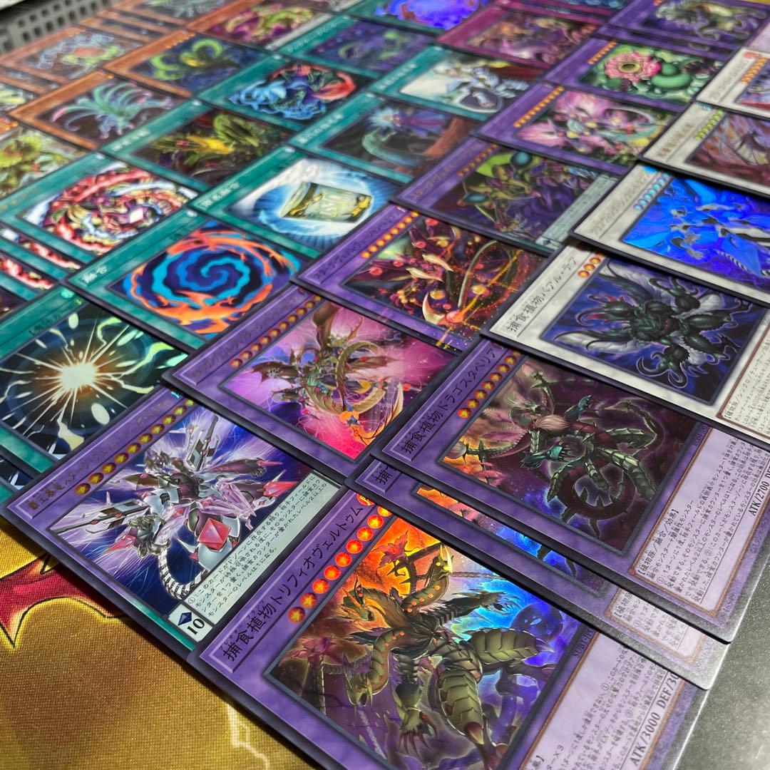 本格構築 捕食植物デッキ プレデタープランツデッキ 血樹竜姫ドラセリア