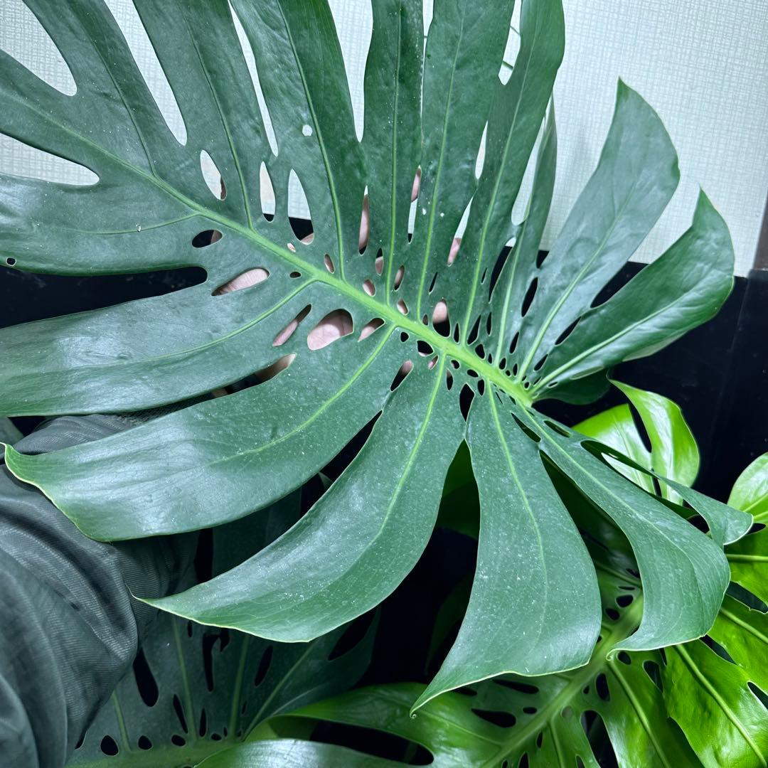 g*n様 モンステラデリシオーサマクロコズム超超大株超希少系統鉢植え高さ101㎝