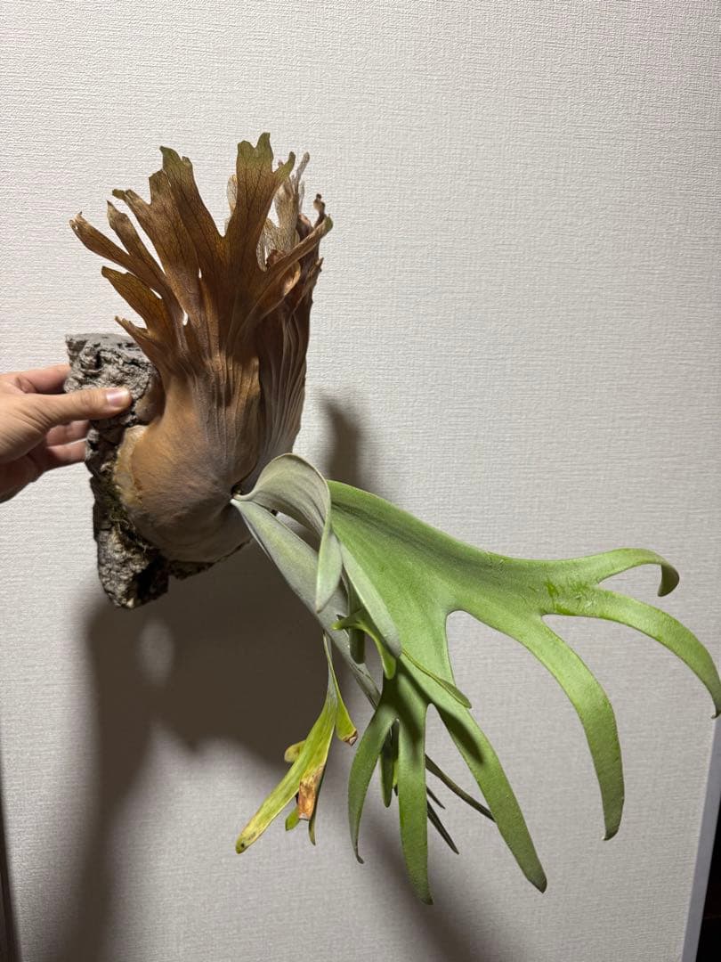 ビカクシダ　P. willinckii 'Kaika' カイカ