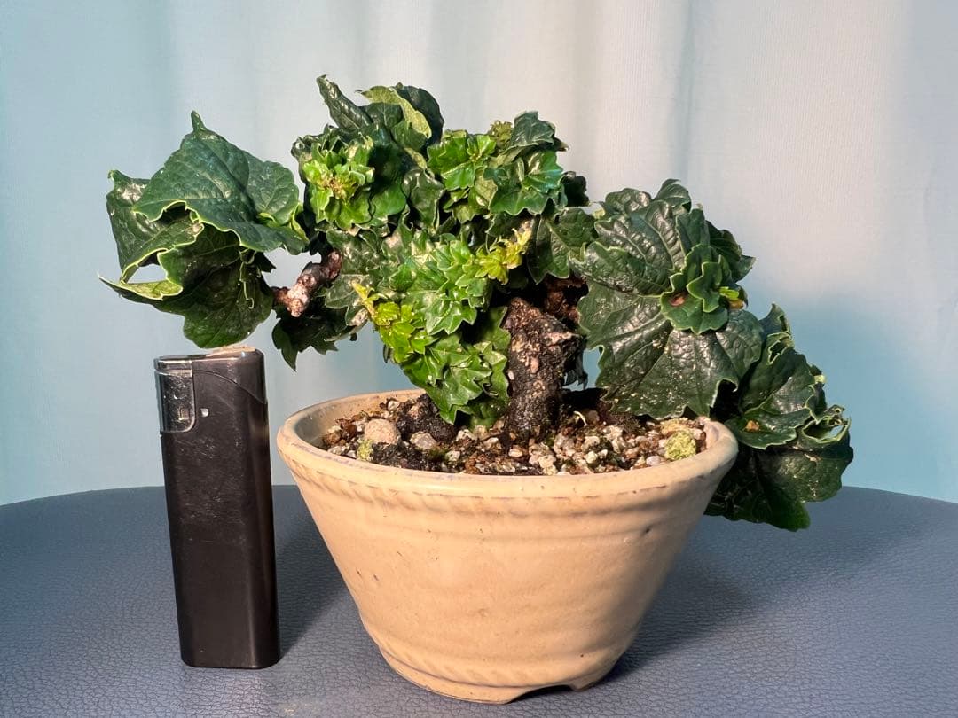 竜神蔦　中型 盆栽 陶器鉢 緑の葉