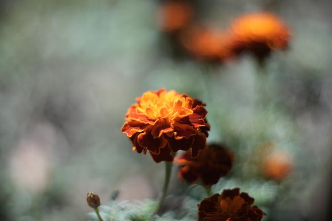 KMZ PO-2-2M 75mm f2 ライカM改 虹ゴースト グルグルボケ