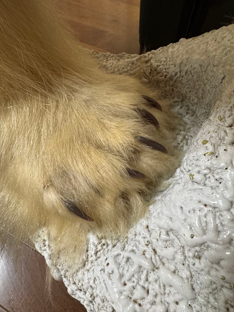 白熊剥製レプリカ