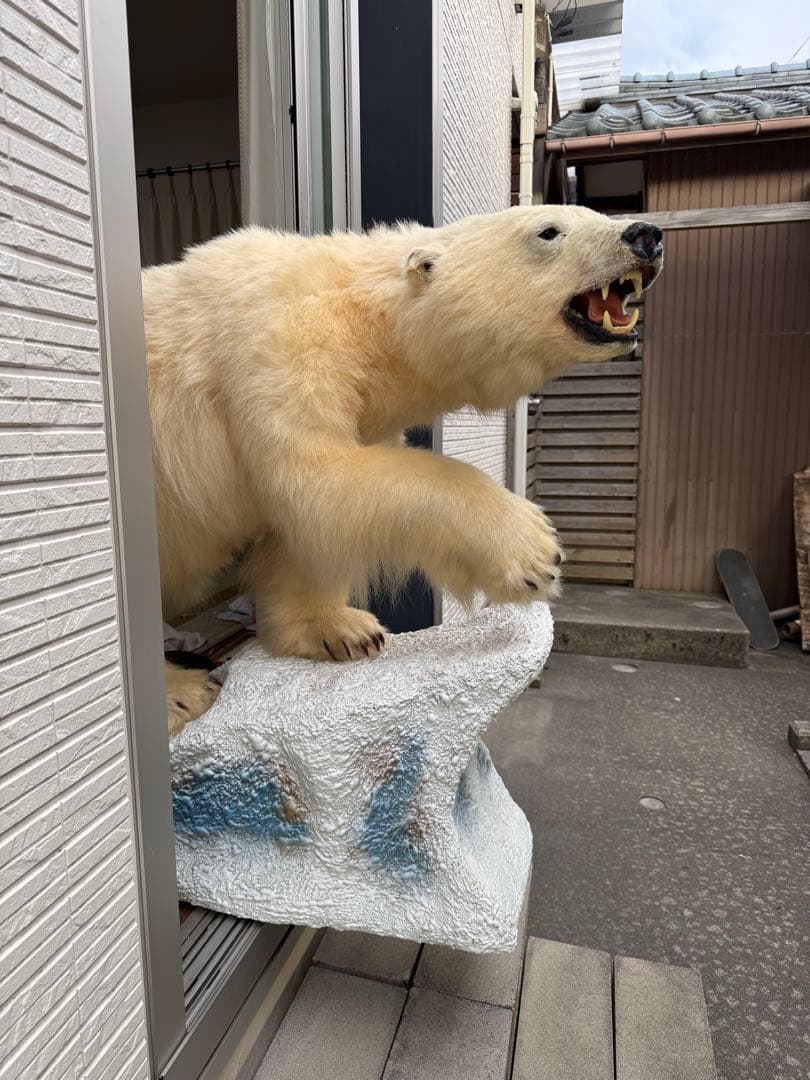 白熊剥製レプリカ