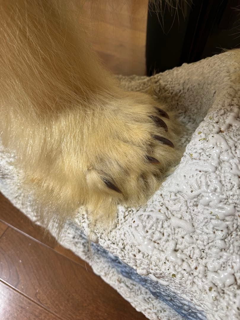 白熊剥製レプリカ