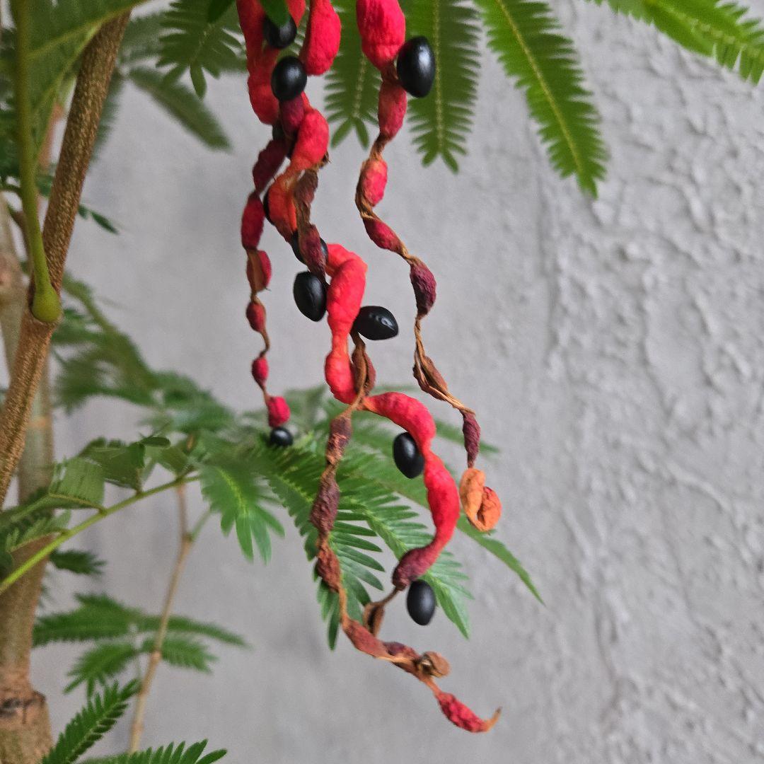 ①　エバーフレッシュ　8号　極太　最高等級極上品‼️