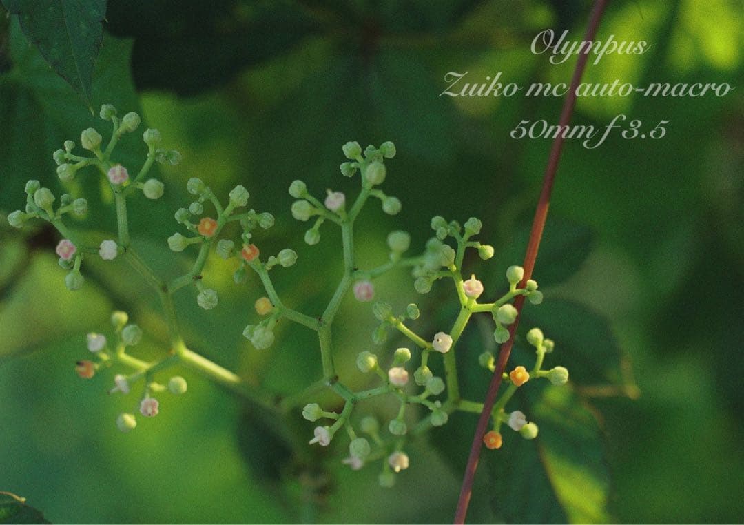 OLYMPUS OM-1／マクロレンズ★完動品＊美品＊初期保証★外装リザード本革