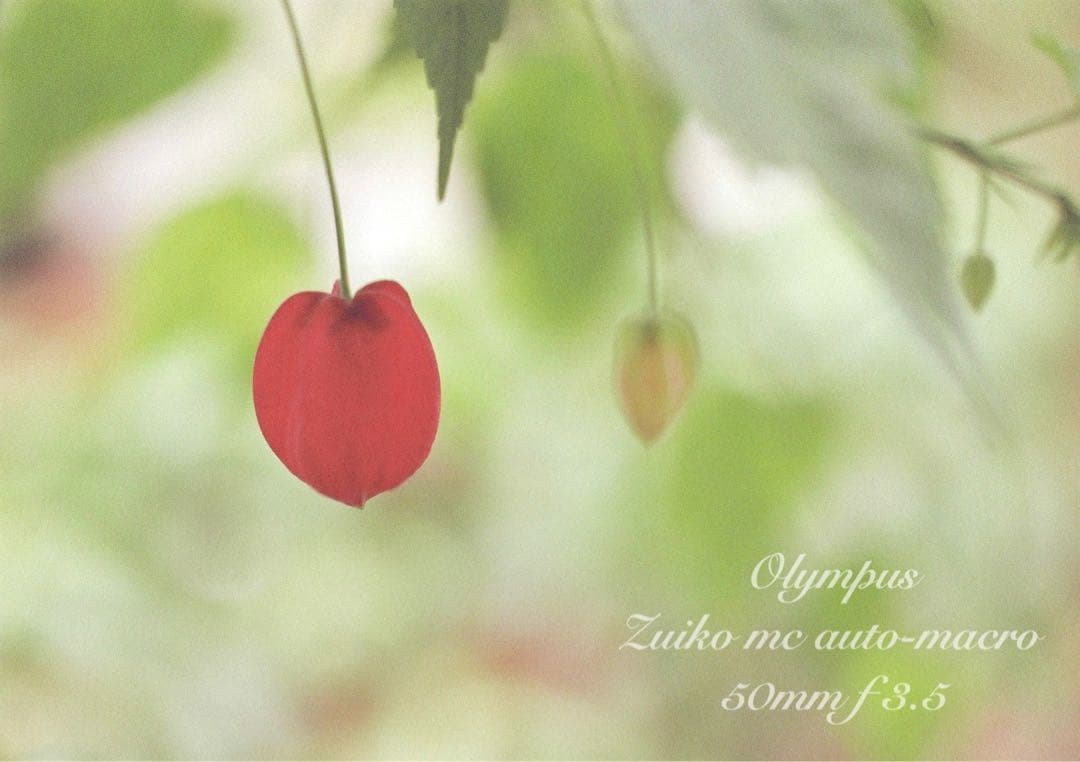 OLYMPUS OM-1／マクロレンズ★完動品＊美品＊初期保証★外装リザード本革