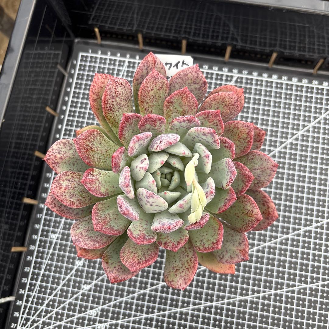 4 ホワイトビアンテ 特大 カット苗 多肉植物