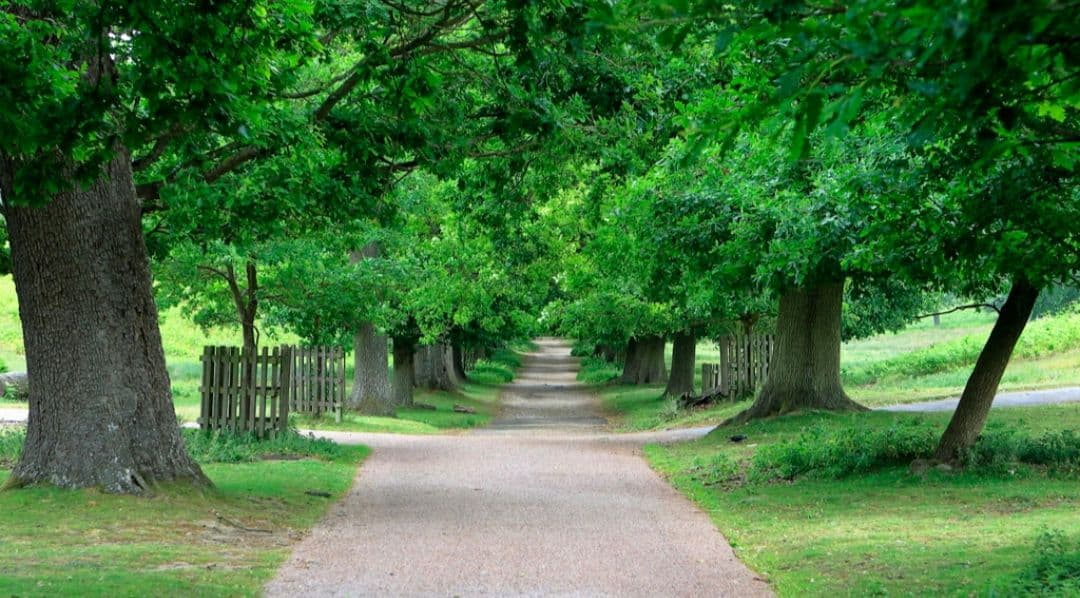 CANON　EOS　20D ダブルレンズ　初心者　一眼レフ⚡️キャノン⚡️望遠