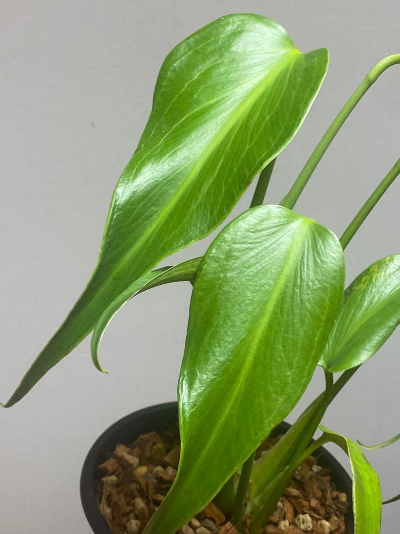 マ*ん様 【棚整理セール‼️】モンステラ　バールマルクス　希少　レア　人気‼️